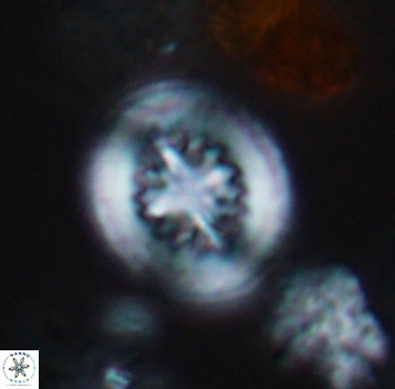 Heterorhabdus surirellus 10267