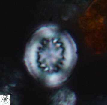 Heterorhabdus surirellus 10268