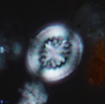 Heterorhabdus surirellus 10270