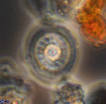 Heterorhabdus surirellus 10273