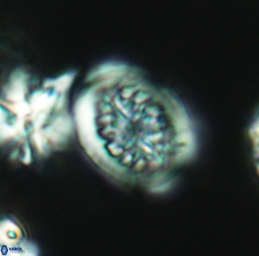 Heterorhabdus surirellus 3348