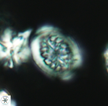 Heterorhabdus surirellus 3348