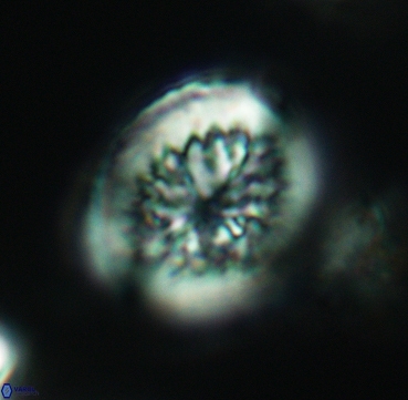 Heterorhabdus surirellus 3329