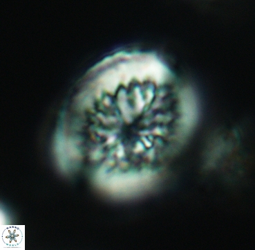 Heterorhabdus surirellus 3329