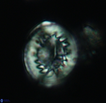 Heterorhabdus surirellus 3331