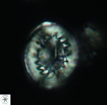 Heterorhabdus surirellus 3331