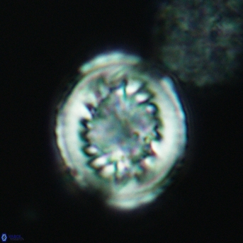 Heterorhabdus surirellus 3461