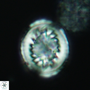 Heterorhabdus surirellus 3461