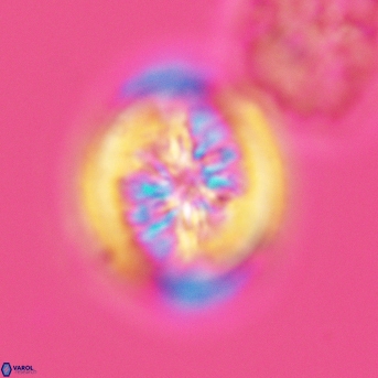 Heterorhabdus surirellus 3463