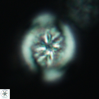 Heterorhabdus surirellus 3464