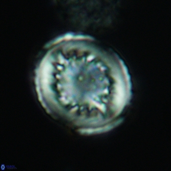 Heterorhabdus surirellus 3465