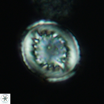 Heterorhabdus surirellus 3465