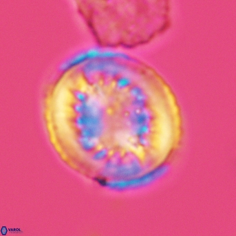 Heterorhabdus surirellus 3466