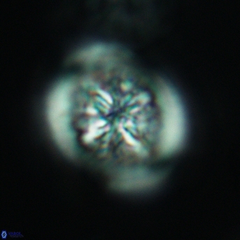 Heterorhabdus surirellus 3467