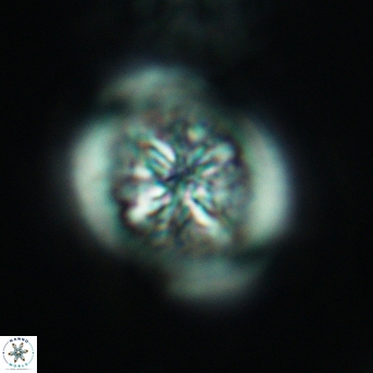 Heterorhabdus surirellus 3467