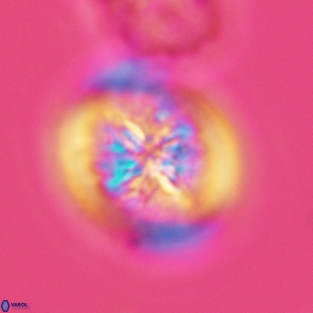 Heterorhabdus surirellus 3468