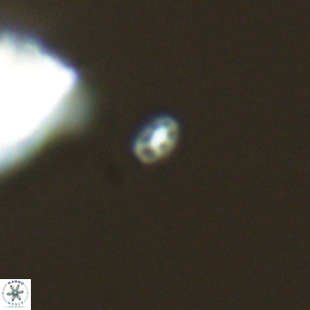 Homozygosphaera dalmatica VR 04159