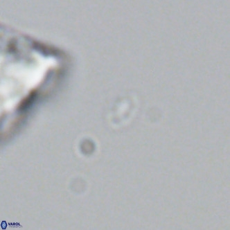 Homozygosphaera dalmatica VR 04160
