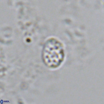 Homozygosphaera schilleri VR 08587