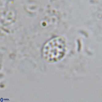 Homozygosphaera schilleri VR 08589