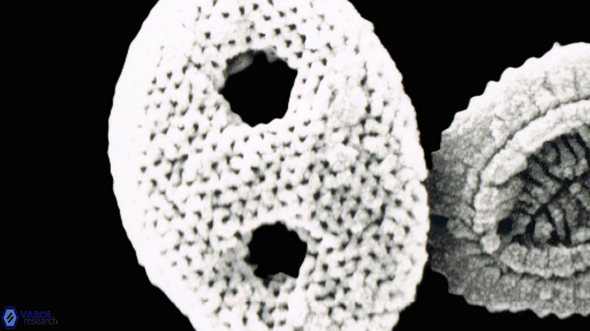 Holococcolith pon 1473 15