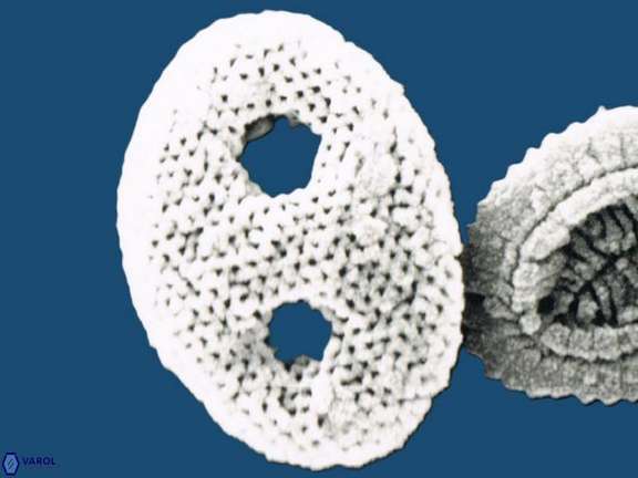 Holococcolith 1 1473 15