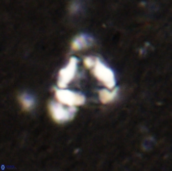 Holodiscolithus biskayae 49647