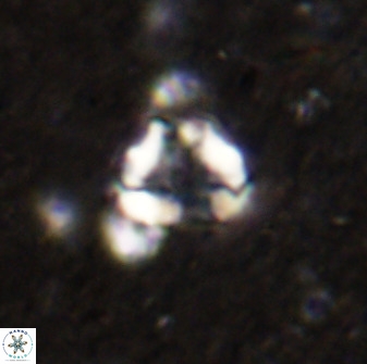 Holodiscolithus biskayae 49647