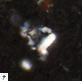 Holodiscolithus biskayae 49649