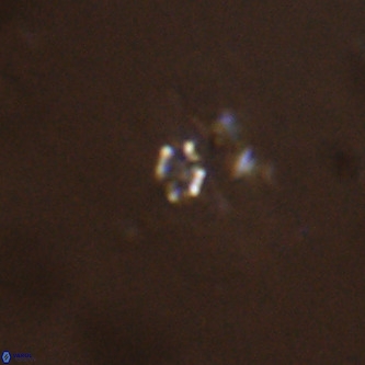 Didimospyrgos inciae VR 00304