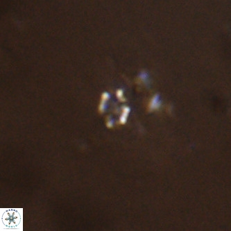 Didimospyrgos inciae VR 00304