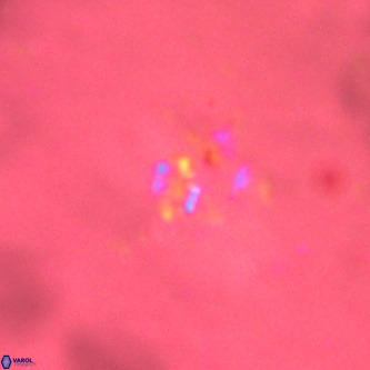 Didimospyrgos inciae VR 00304