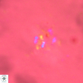 Didimospyrgos inciae VR 00304