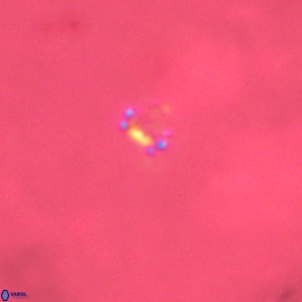 Didimospyrgos inciae VR 00304