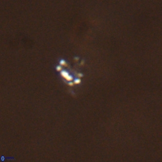 Didimospyrgos inciae VR 00304