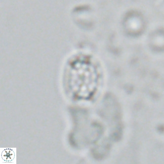Holodiscolithus macroporus VR 09241
