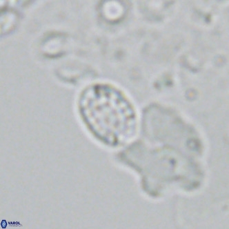 Holodiscolithus macroporus VR 09244
