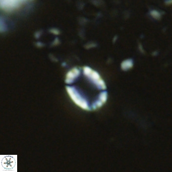 Holodiscolithus macroporus VR 09245