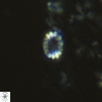 Holodiscolithus macroporus VR 09249