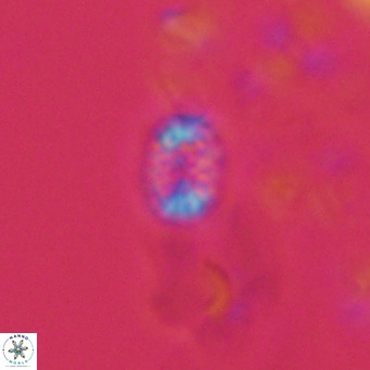 Holodiscolithus macroporus VR 09251