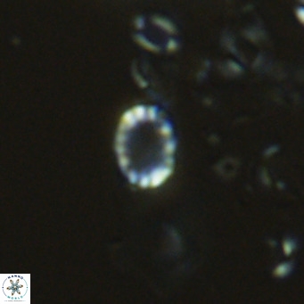 Holodiscolithus macroporus VR 09253