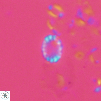 Holodiscolithus macroporus VR 09254