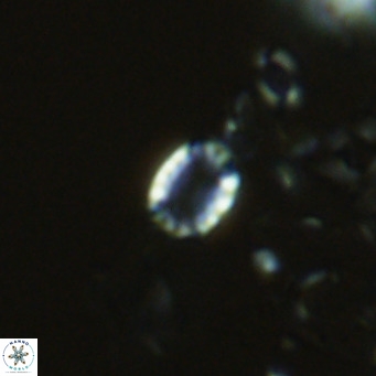 Holodiscolithus macroporus VR 09260