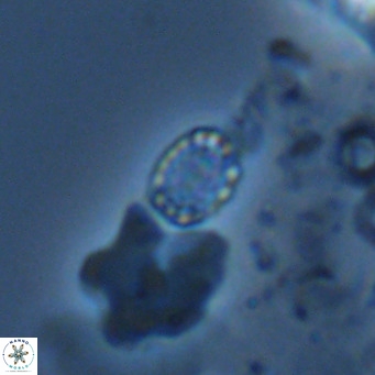 Holodiscolithus macroporus VR 09261