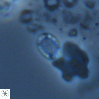Holodiscolithus macroporus VR 09267