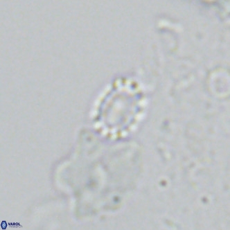 Holodiscolithus macroporus VR 09239