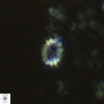 Holodiscolithus pseudomacroporus VR 09255