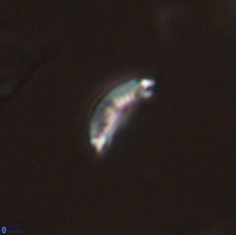 Hornibrookina australis 56768