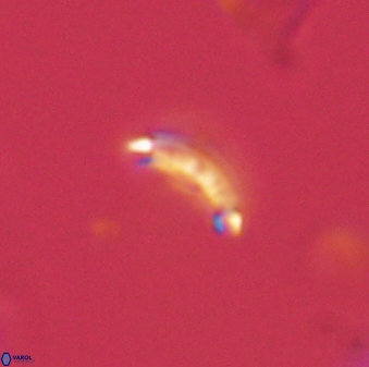 Hornibrookina australis 56771