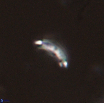 Hornibrookina australis 56772